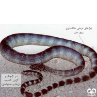 گونه مار دریایی سر کوچک Small -headed Sea Snake